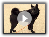 Elkhound norueguês preto / Raça de cachorro